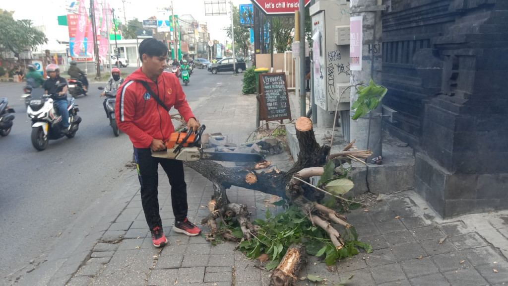 Pohon Tumbang di Banjar Taman, Kelurahan Kerobokan Kelod, Kecamatan Kuta Utara Tanggal 11 Mei 2024